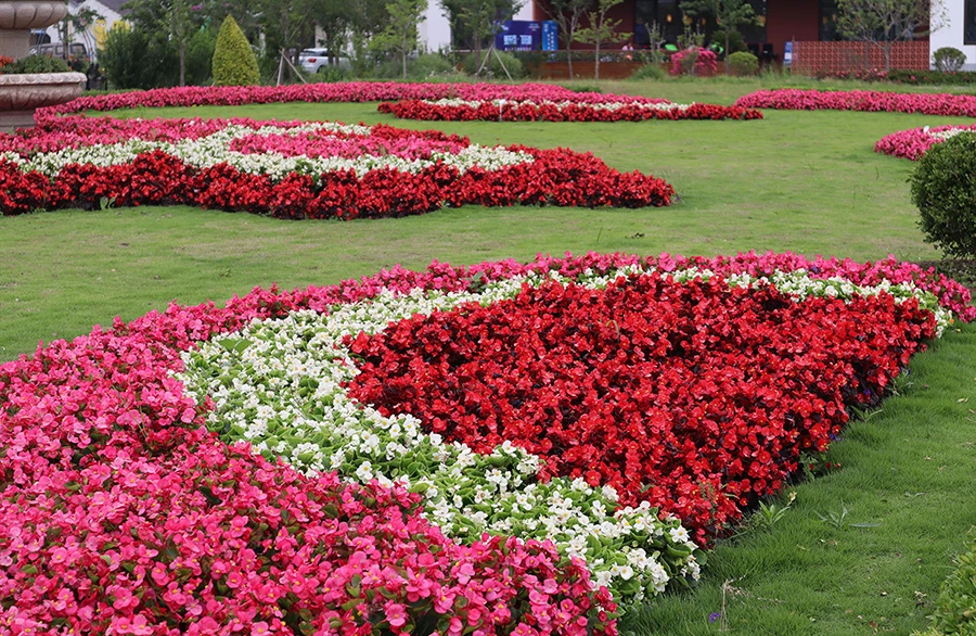 begonia-bloga-ieraksts